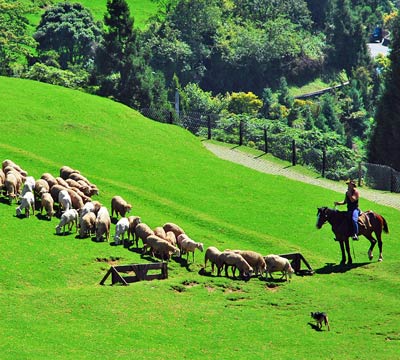 南投清境民宿 圖片
