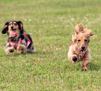 台灣寵物民宿 圖片